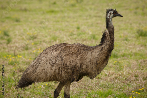 Australia Wild Emu found walking on farmland close up and selective focus with grass background in Port Stephens, New South Wales, Australia
