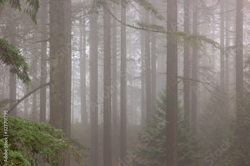Cuadro en lienzo Foggy Forest Fall Colors in Forest Park Portland Oregon