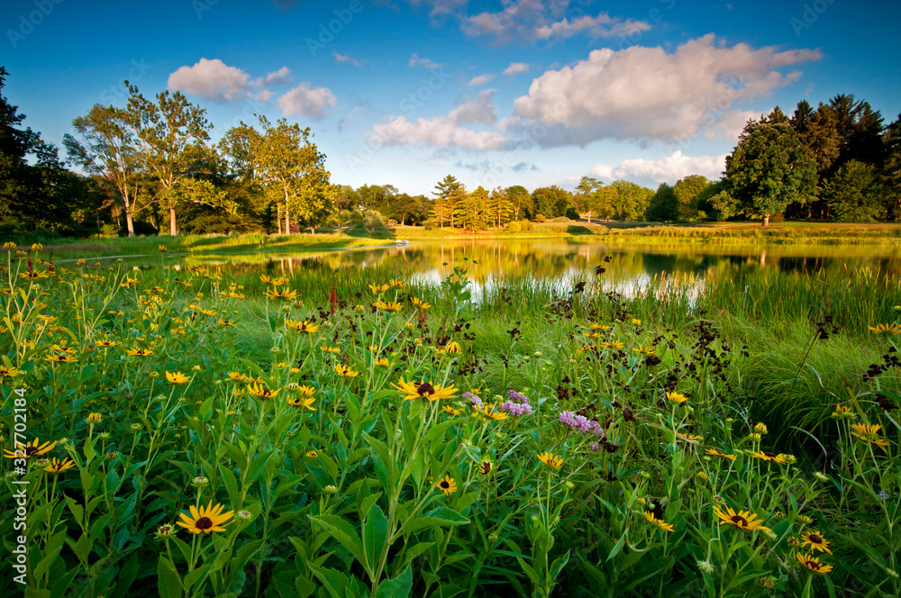 Fototapeta premium Sunset over a small lake and summer wildflowers.