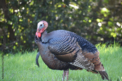 Wild Male Turkey Resting On Hillside High Quality 