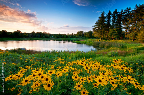 Sunset light on black-eyed susan wildflowers and a small secluded lake.
