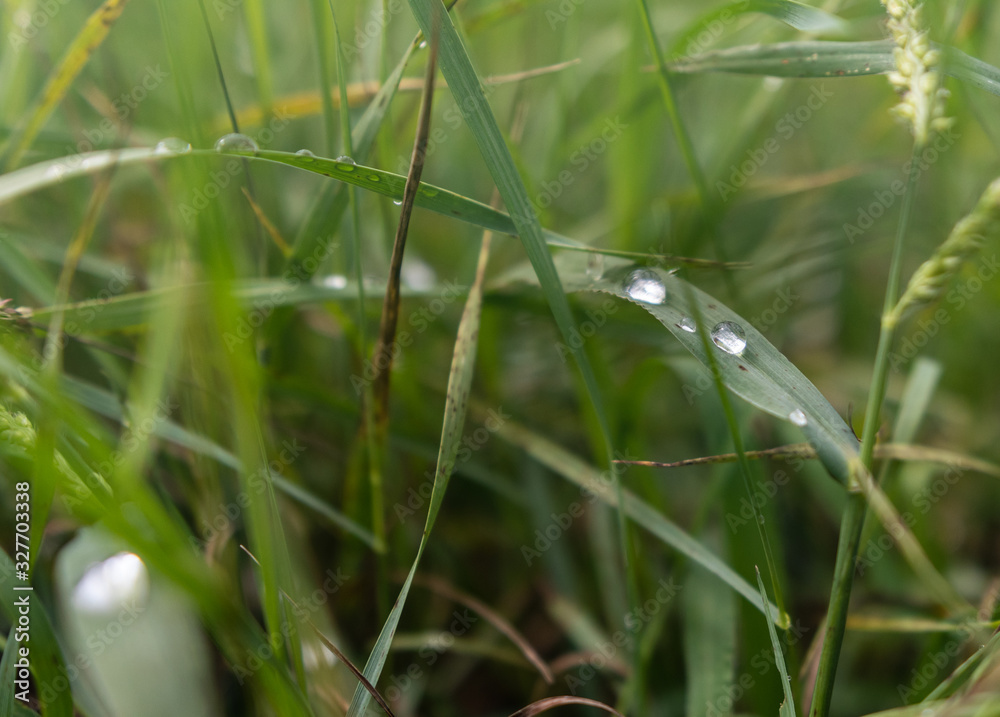 background. defocusing. drops of morning dew on green grass. background. defocusing. drops of morning dew on green grass.