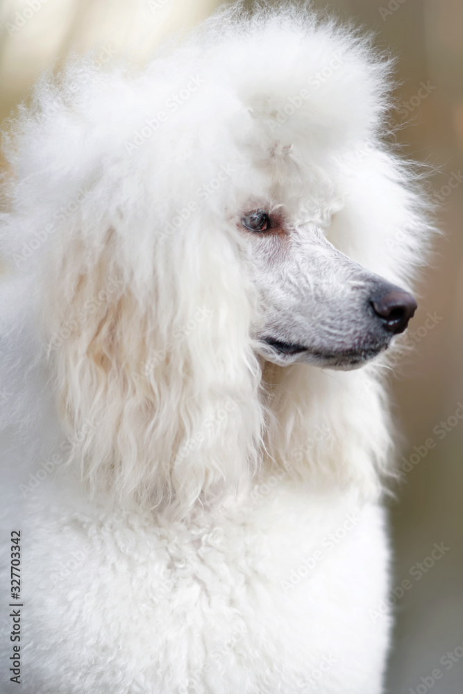 The portrait of a graceful white Standard Poodle dog (Scandinavian lion  show clip) posing outdoors in winter Stock Photo | Adobe Stock
