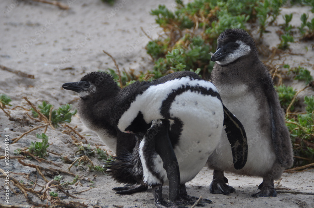 Fototapeta premium A Penguin mother with two younsters