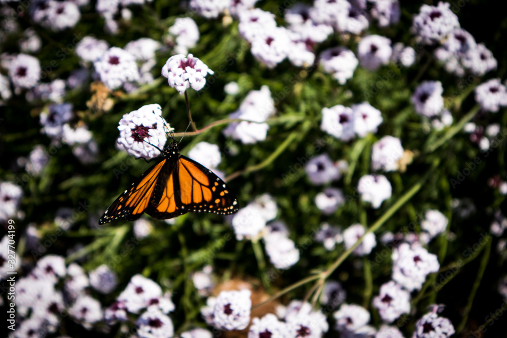 Naklejka premium Orange Monarch Butterfly