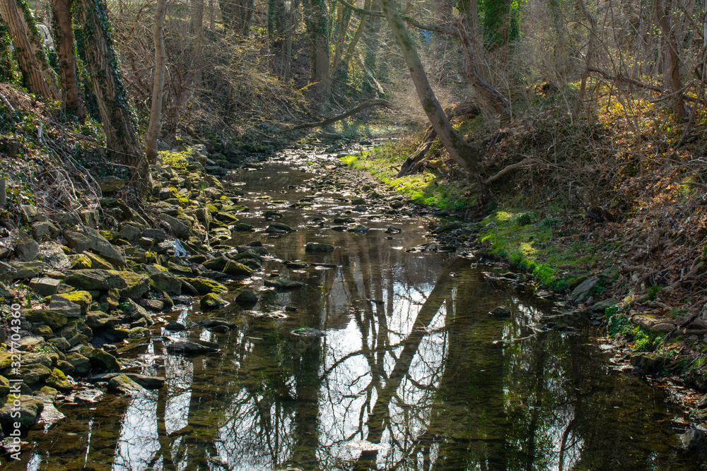 A Slow Flowing Creek Surrounded by Trees and Foliage A Slow Flowing Creek Surrounded by Trees and Foliage