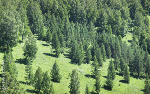 Forest on the hillside, green summer background