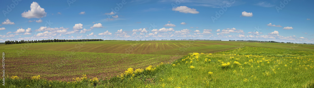 Panoramic view of green field and picturesque blue sky with white clouds. Agriculture background, seeded field.
