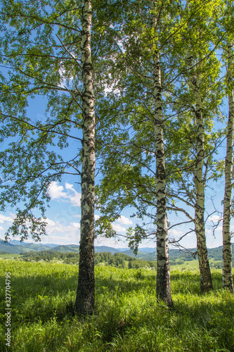 Fototapeta Naklejka Na Ścianę i Meble -  Spring birch forest, grass and blue sky
