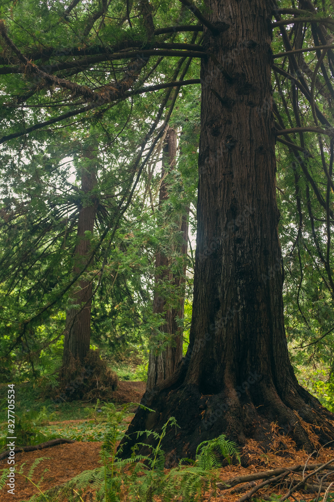 Obraz premium A grove of massive redwood trees in the forest