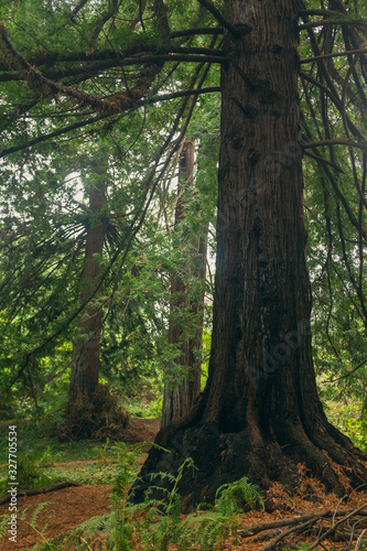 A grove of massive redwood trees in the forest