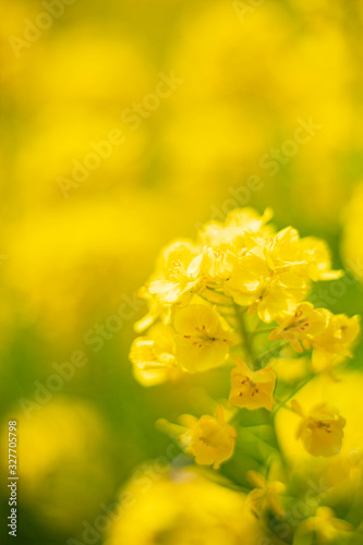 菜の花