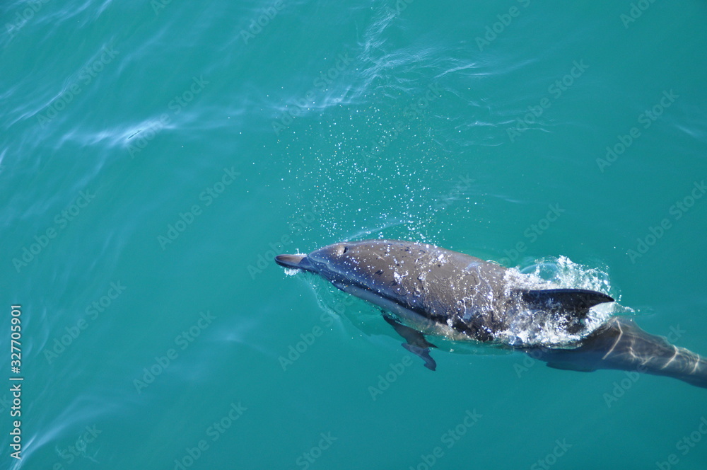 Naklejka premium Dolphin off the coast of Hermanus
