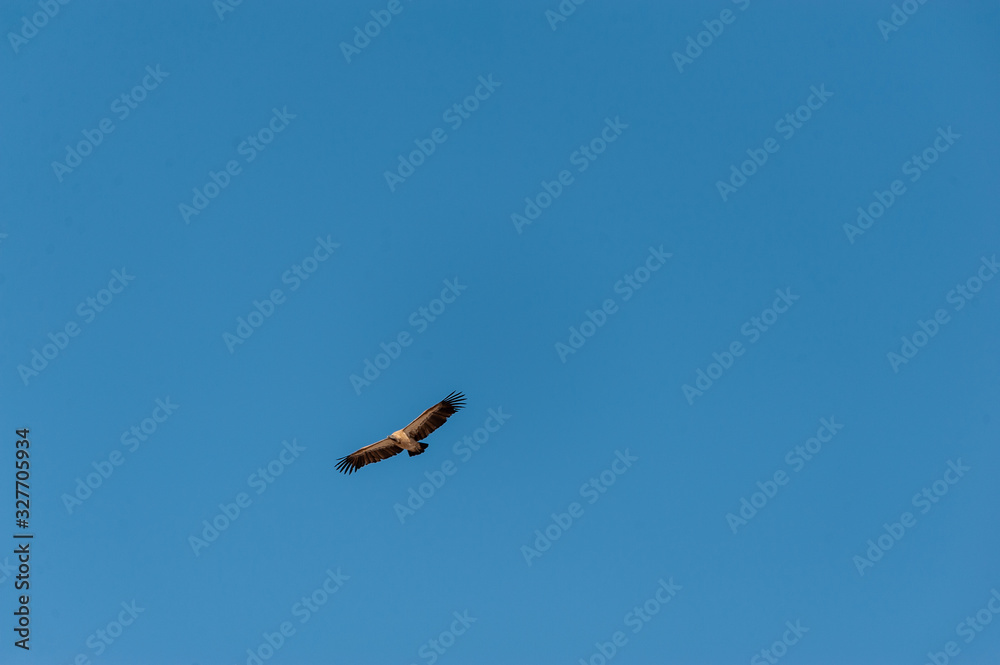 A White-headed vulture -Trigonoceps occipitalis- circling over Etosha National Park, Namibia. A White-headed vulture -Trigonoceps occipitalis- circling over Etosha National Park, Namibia.