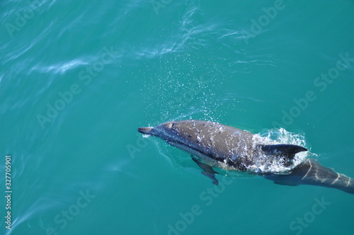 Dolphin off the coast of Hermanus