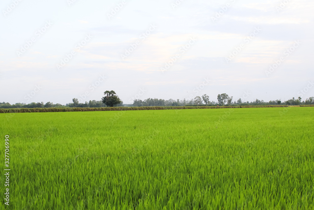 Rice field green grass blue sky cloud cloudy landscape background.In rice fields where the rice is growing, the yield of rice leaves will change from green to yellow.Beautiful sunrise with golden hour