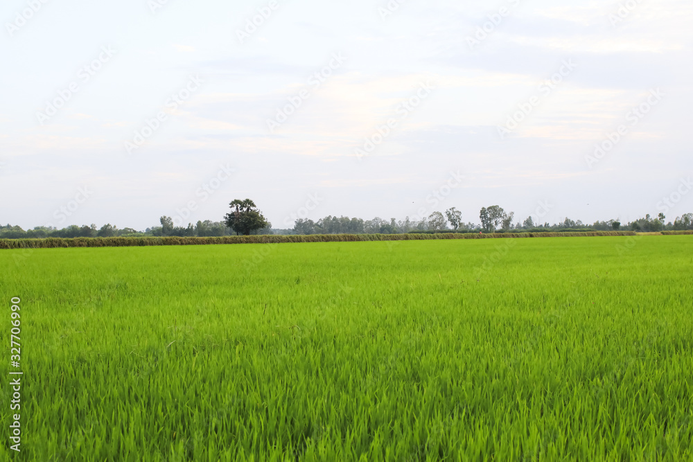 Rice field green grass blue sky cloud cloudy landscape background.In rice fields where the rice is growing, the yield of rice leaves will change from green to yellow.Beautiful sunrise with golden hour Rice field green grass blue sky cloud cloudy landscape background.In rice fields where the rice is growing, the yield of rice leaves will change from green to yellow.Beautiful sunrise with golden hour