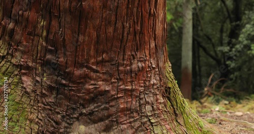 Thick tree trunk closeup in a Japanese park with parallax camera motion photo