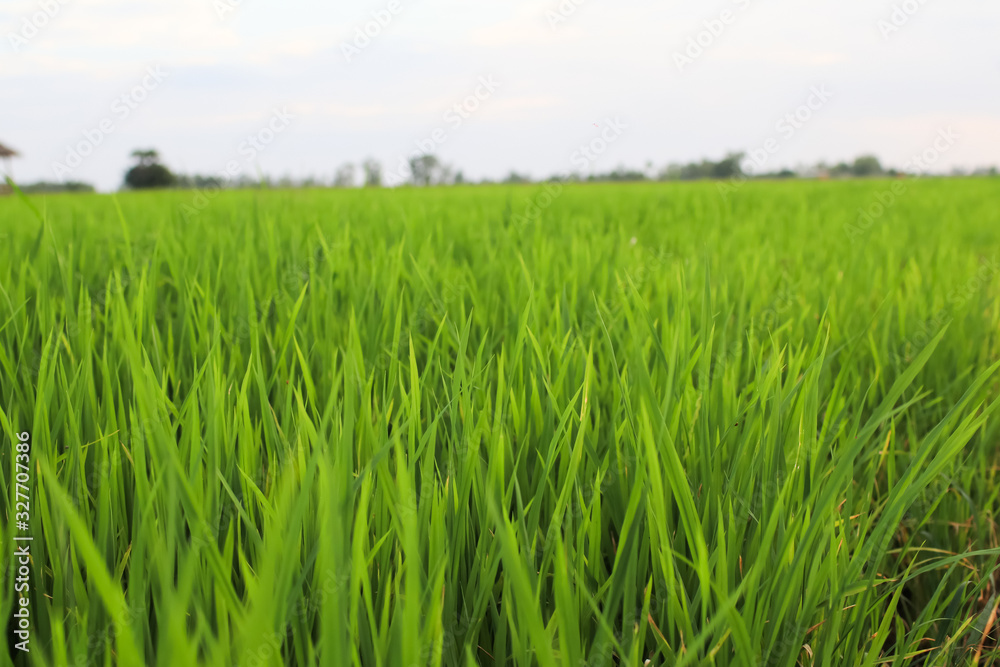 Rice field green grass blue sky cloud cloudy landscape background.In rice fields where the rice is growing, the yield of rice leaves will change from green to yellow.Beautiful sunrise with golden hour Rice field green grass blue sky cloud cloudy landscape background.In rice fields where the rice is growing, the yield of rice leaves will change from green to yellow.Beautiful sunrise with golden hour