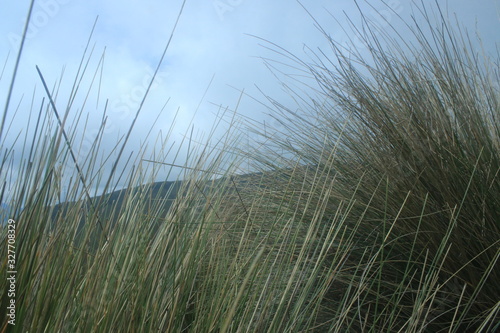 High grass as typically found in an andean ecosystem or the dunes