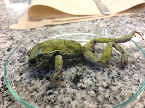 A dead frog covered in dirt laying on a petri dish photo