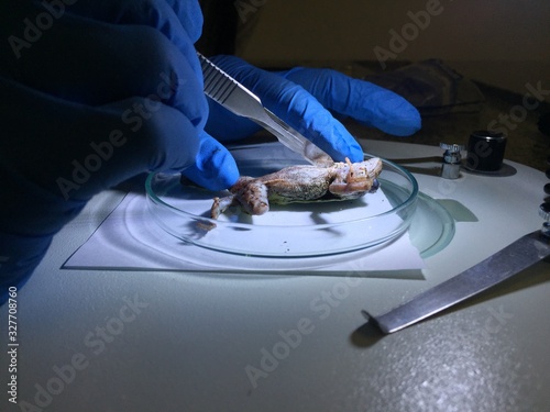 Quadro su tela A dead frog being dissected under the microscope while wearing safety gloves