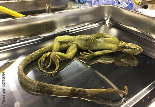 Bild auf Leinwand A dead iguana, iguana iguana, ready to be dissected for pathologic research