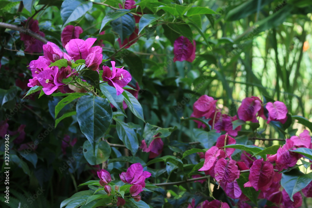 A sight of purple flowers that look exactly like leaves A sight of purple flowers that look exactly like leaves