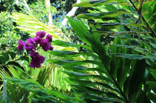 Many colors of green in the different leaves and purple flowers seen in the amazon rainforest