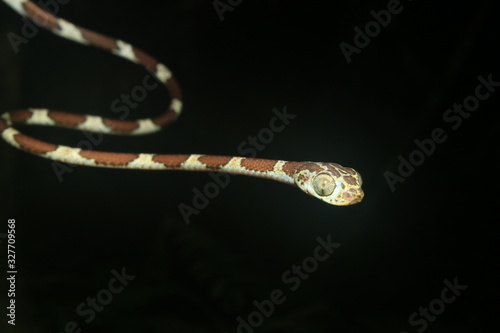 Blunt headed tree snake, lmantodes cenchoa, a small and thin snake with brown spots