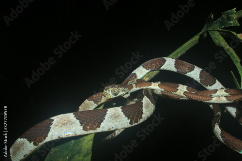 Blunt headed tree snake, lmantodes cenchoa, curled up on top of a leaf photo
