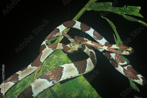 Blunt headed tree snake, lmantodes cenchoa, curled up on top of a leaf photo