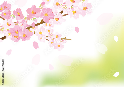 優しい桜イラスト