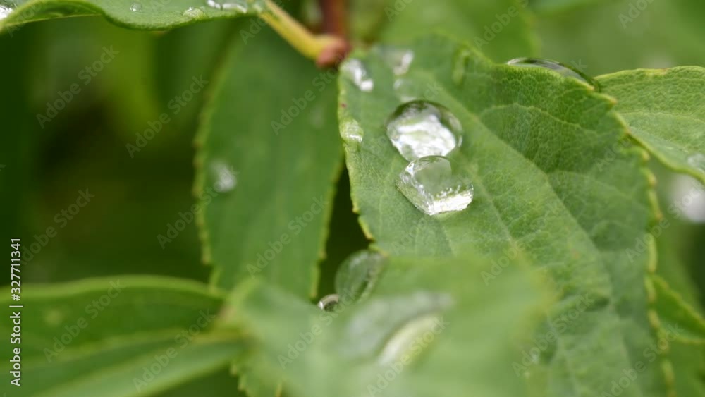The Water Droplets On The Leaves During The Rainy Days -close up shot The Water Droplets On The Leaves During The Rainy Days -close up shot
