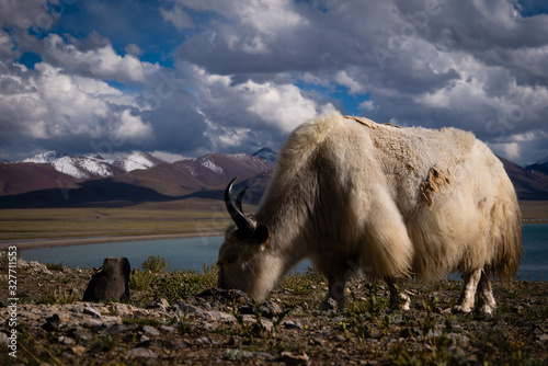 Grazing yak Namtso, Tibet
