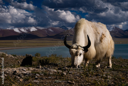 yak grazing at Lake Namtso