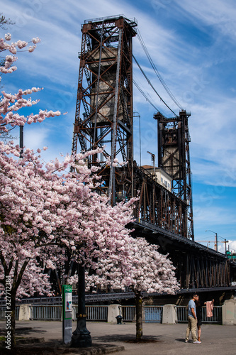 Cherry Blossoms, Portland, OR