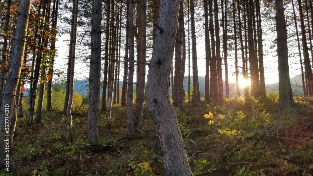 curved tree curved tree