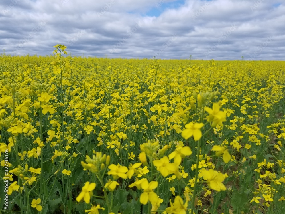 yellow field of oilseed rape yellow field of oilseed rape