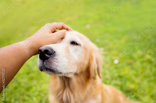 Cute Golden Retriever dog enjoying stroking from owner