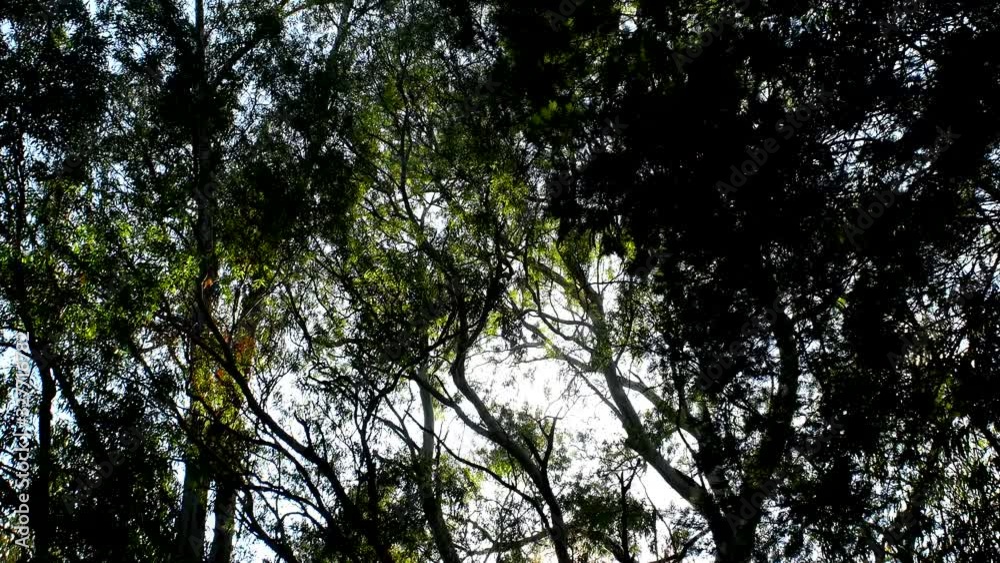 Under the trees of the beautiful Tandil forest in Argentina - tilt up Under the trees of the beautiful Tandil forest in Argentina - tilt up