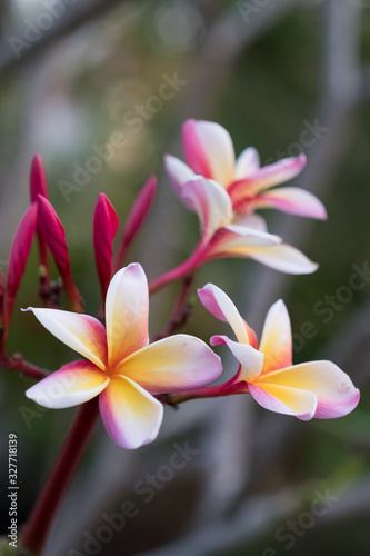 Two yellow flower and rose apple in warm colors