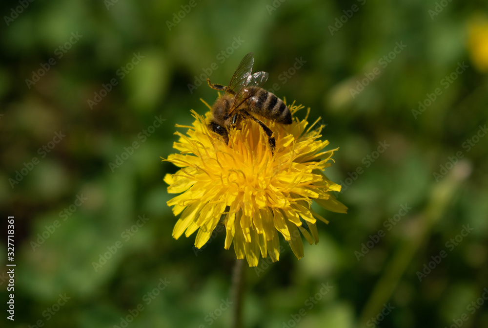 Bee looking for pollen on a yellow flower Bee looking for pollen on a yellow flower