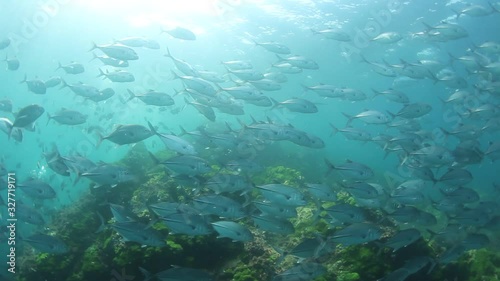 Wallpaper Mural School of Bigeye Trevally fish in the ocean  Torontodigital.ca