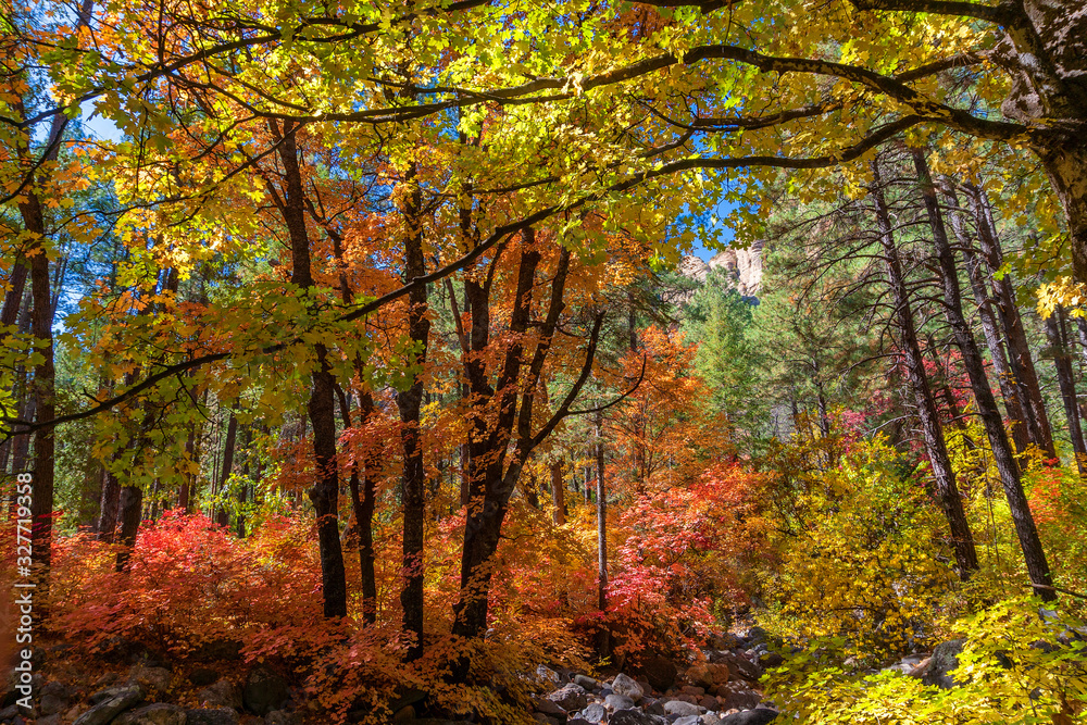 Fall colors in the West Fork of Oak Creek Canyon, Arizona