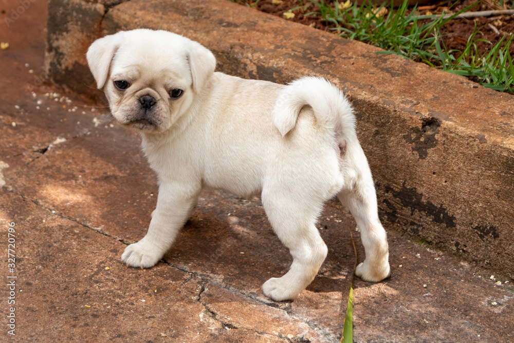 Cute pug puppy playing in the garden.