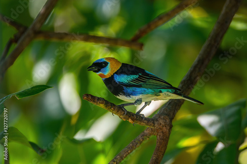 Golden hooded Tanager resting on branch