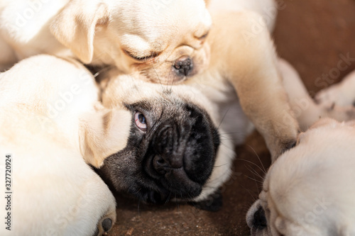 Cute pug puppies sleeping all together