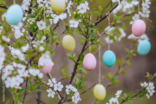 Some colourful easter eggs hanging at branches of cherry. Close up