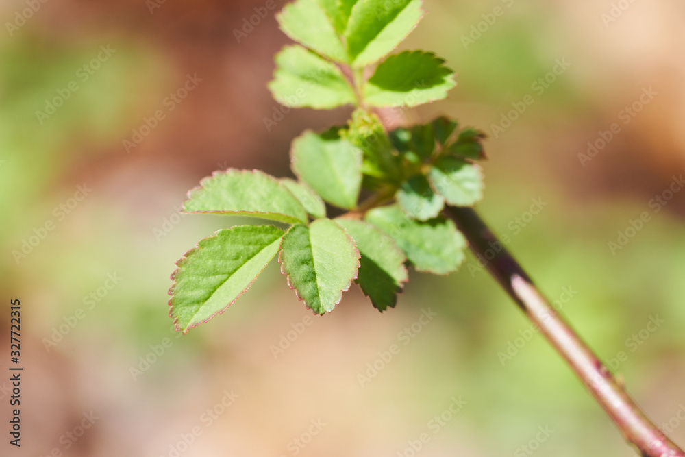 Invasive multiflora rose leaves in early spring. Invasive multiflora rose leaves in early spring.